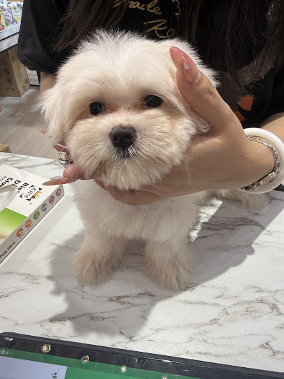 Furfather Pets Malaysia & Singapore - Pet For Sale