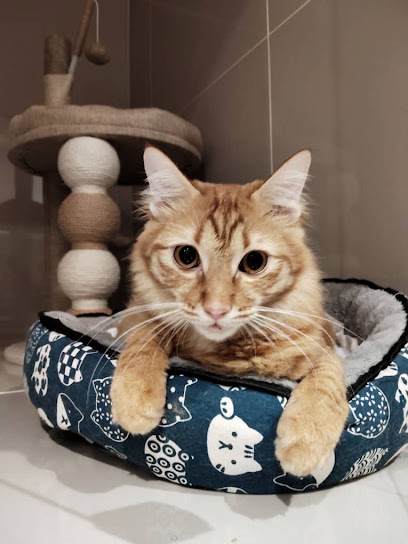 UniPets Boarding & Daycare | Bukit Jalil Pet Hotel