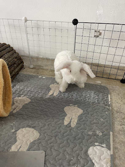 Pawfect Pet Grooming