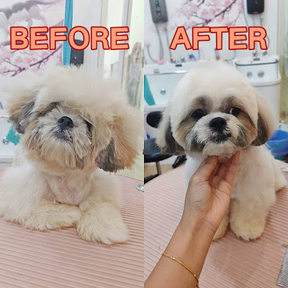 Soul Kittie Pet House Puchong 心灵知喵 - Pet Hotel , Grooming , DayCare , Boarding & Retail